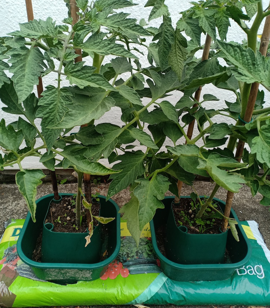 Growbag pots in position