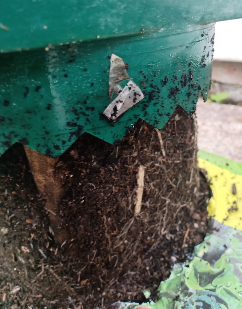 Roots growing down from tomato plant