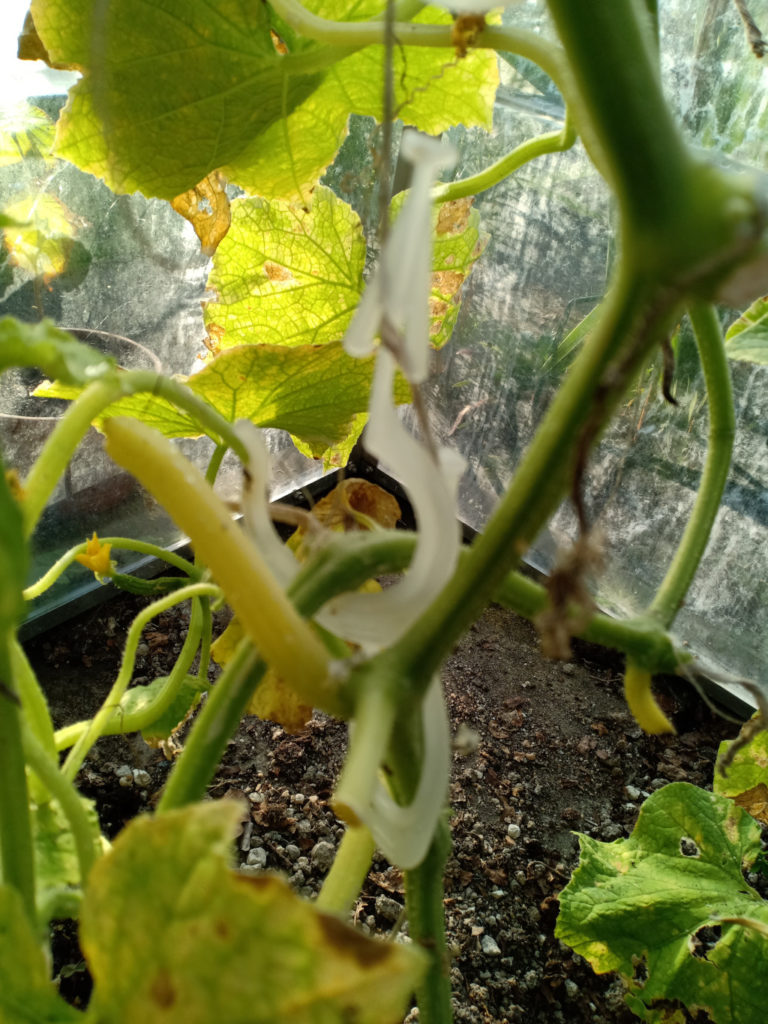 Support hooks supporting cucumber plant