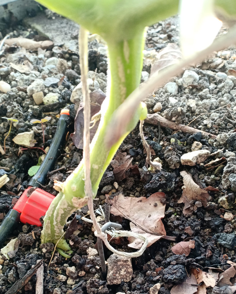 The twine secured to a tent peg