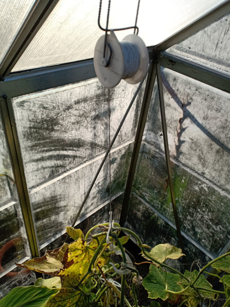 Trellising in use in the greenhouse