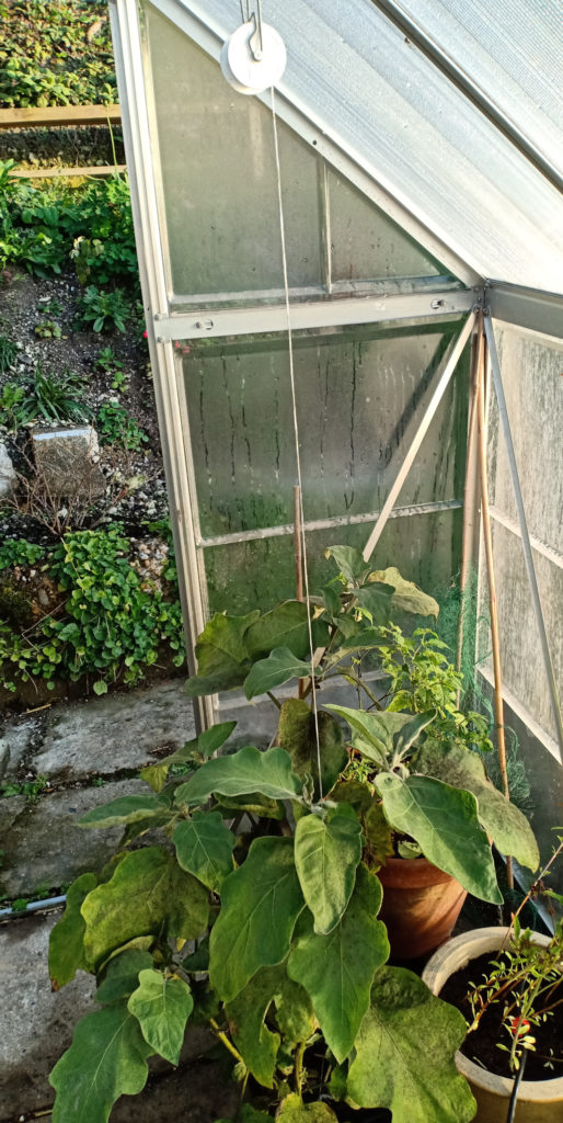 Aubergines supported by the Palram greenhouse trellising