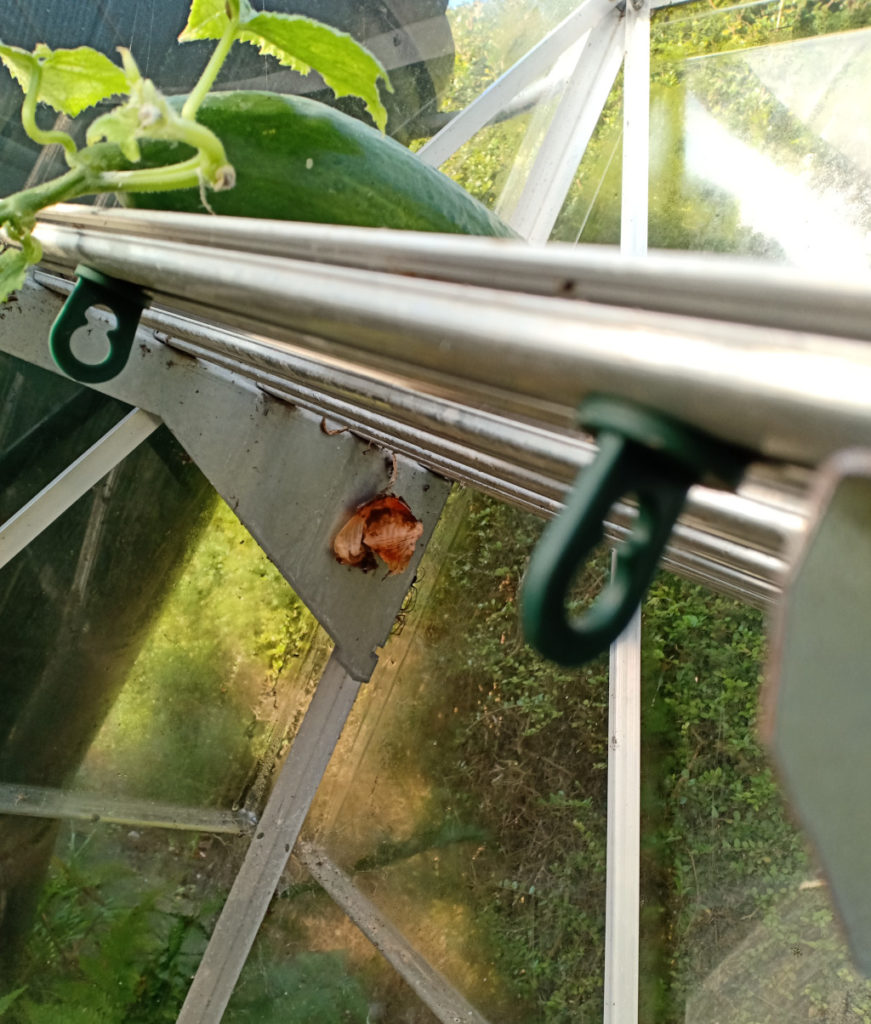 Plant hangers underneath the shelf