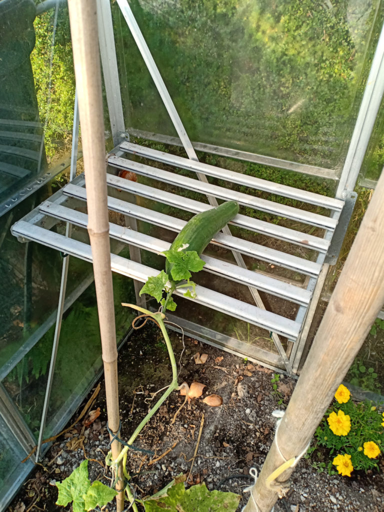 The greenhouse shelf in position