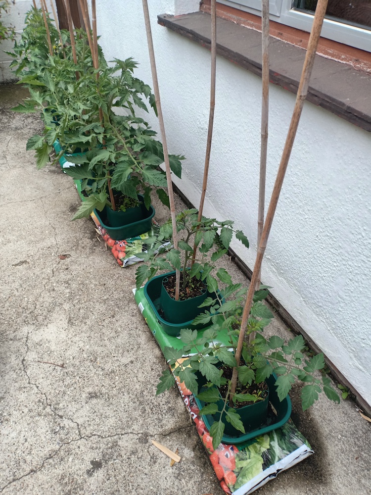 Growbags and pots in place