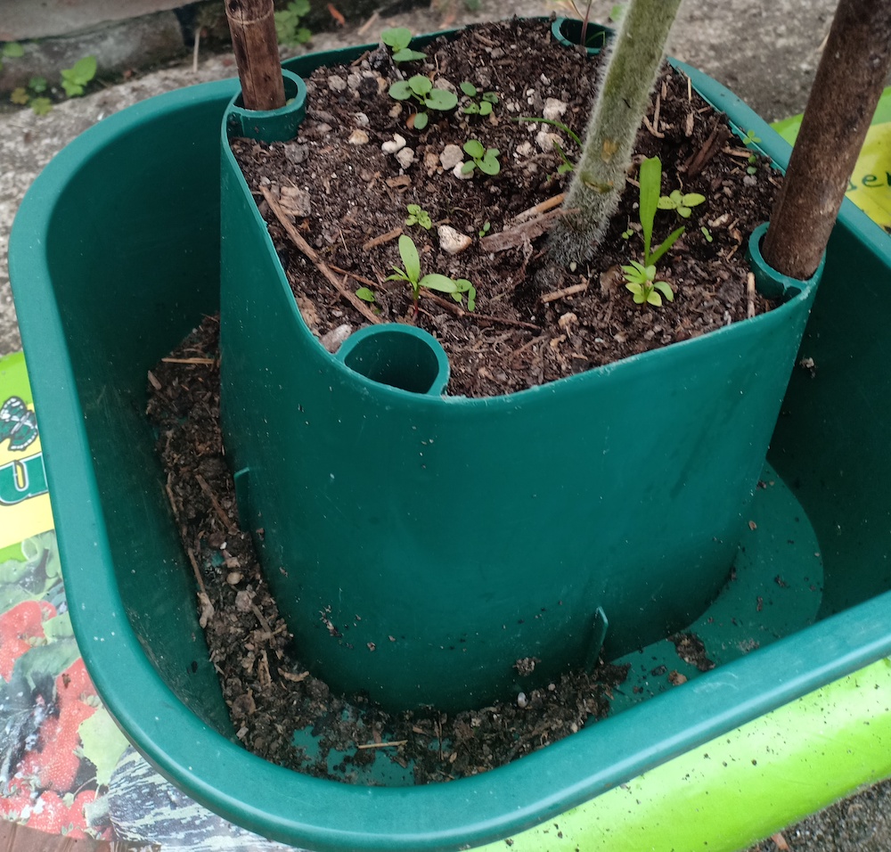 Tomato growbag pot filled with compost