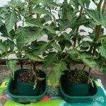 Growbag pots in position