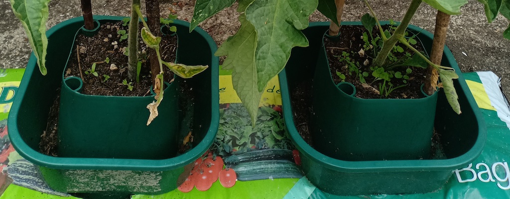 Selections Tomato & Vegetable Growbag Pots x6