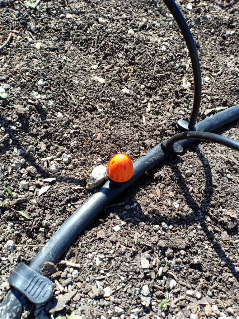 Shrubbier in place on main pipe